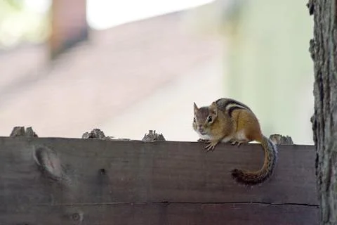 Chipmunk Stock Photos