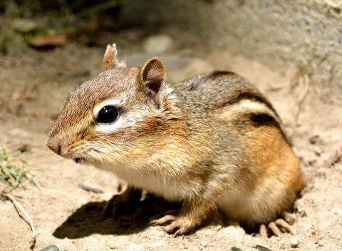 Chipmunk Stock Photos