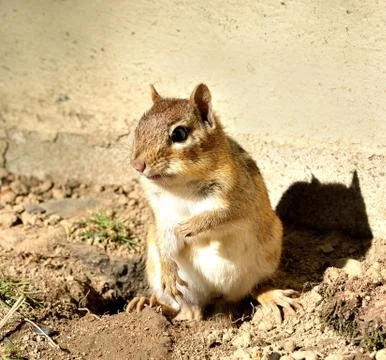 Chipmunk Stock Photos