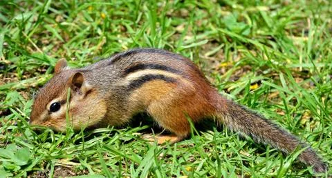 Chipmunk Stock Photos