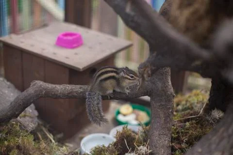 Chipmunk Stock Photos