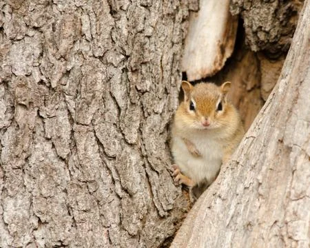 Chipmunk Foto stock