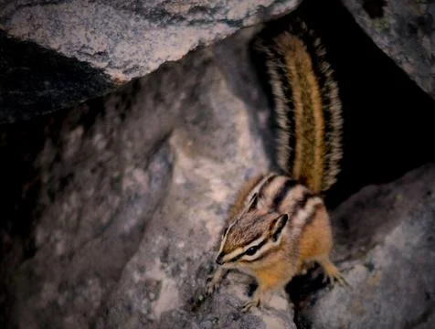 Chipmunk 写真素材