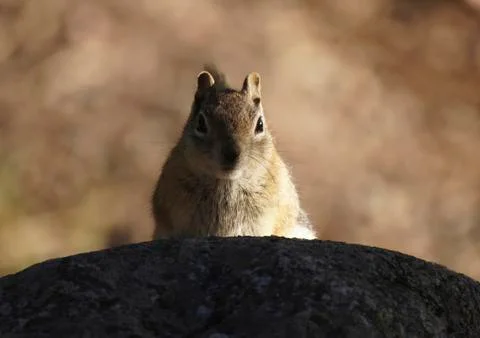 Chipmunk Stock Photos