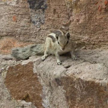 Chipmunk Stock Photos