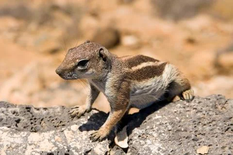 Chipmunk Stock Photos