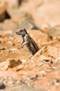 Chipmunk Stock Photos