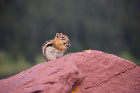 Chipmunk Foto stock