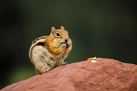 Chipmunk Foto stock