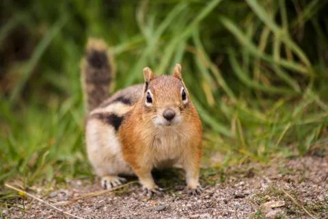 Chipmunk Foto stock