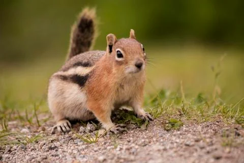 Chipmunk Foto stock