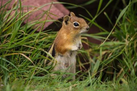 Chipmunk Stock Photos
