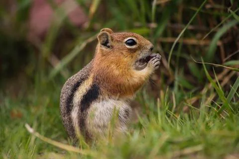 Chipmunk Foto stock