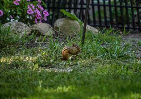 Chipmunk Stock Photos