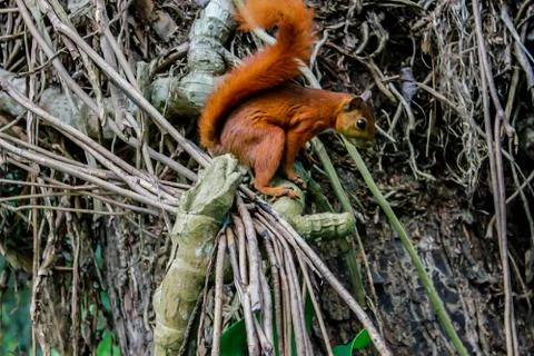 Chipmunk Stock Photos