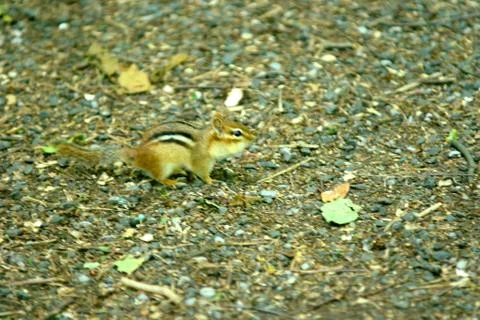 Chipmunk Stock Photos