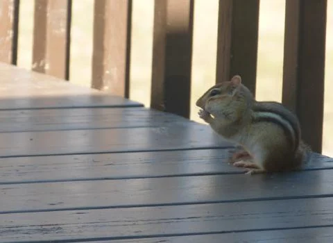 Chipmunk Foto stock
