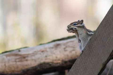 Chipmunk. Stock Photos