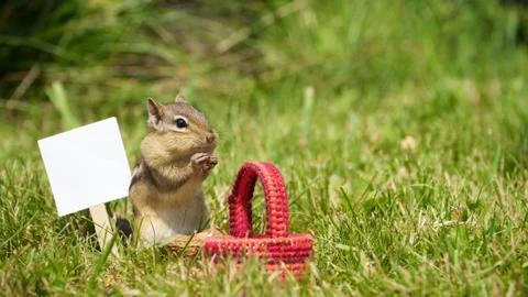 Chipmunk. Stock Photos