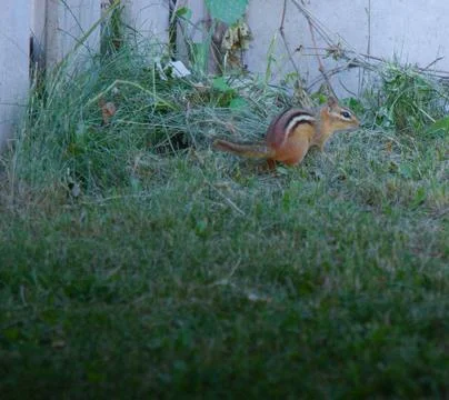 Chipmunk Foto stock