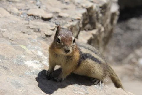 Chipmunk 스톡 사진