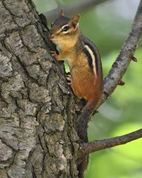 Chipmunk Stock Photos