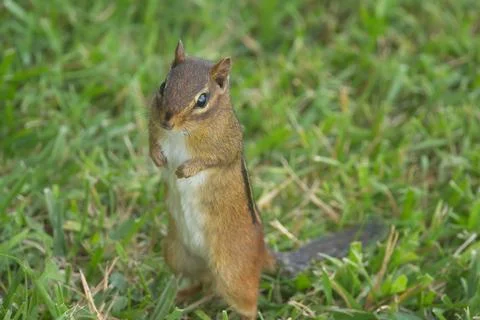 Chipmunk Stock Photos