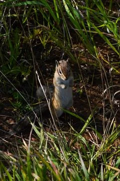 Chipmunk Stock Photos