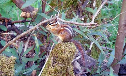 Chipmunk Stock Photos