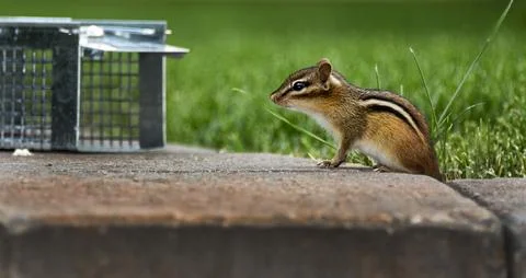 Chipmunk Fotos de archivo