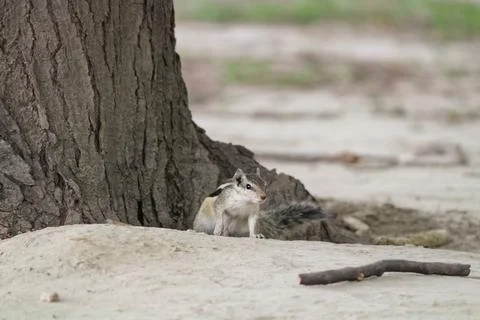 A Chipmunk playing on the ground near a tree - Playful concept. Stock Photos