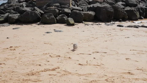 Chipmunk playing on La Guirra beach Stock Footage 269214064