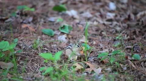 Chipmunk plays with food Stock Footage 52209552