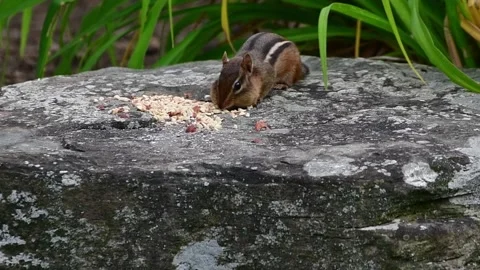 Chipmunk pose before eating Stock Footage 244487907