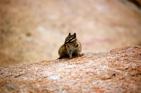 Chipmunk poses on boulder Fotos Stock