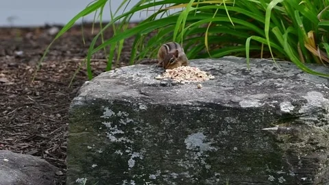 Chipmunk pounce Stock Footage 244487894
