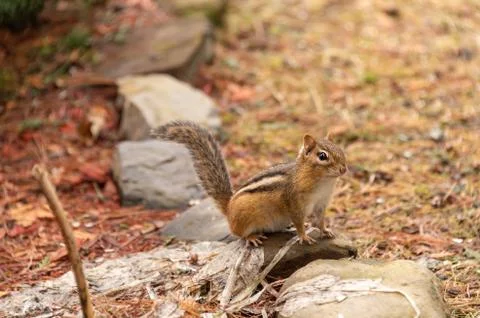 Chipmunk in Quebec, Canada Stock Photos