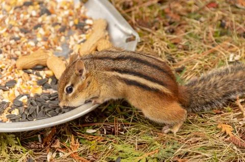 Chipmunk in Quebec, Canada Stock Photos