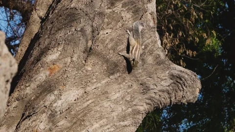 Chipmunk quickly moves over the trunk of the tree upside down Stock-Footage 133204343