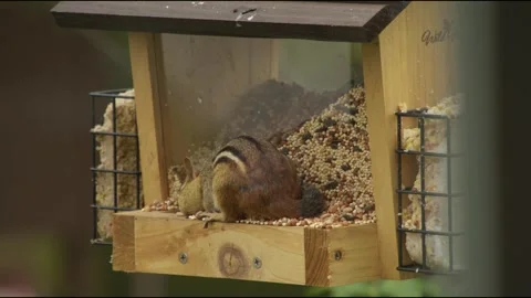 Chipmunk Raiding Bird Feeder Vídeos de archivo 244491354