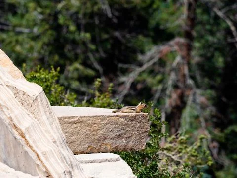 Chipmunk resting at the edge of a rock. Stock Photos