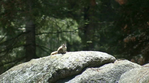 Chipmunk is resting on a large rock Stock-Footage 368226