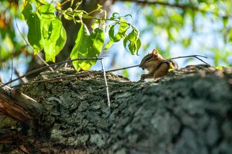 Chipmunk Resting on a Tree Branch in a Bright Forest Scene Stock Photos