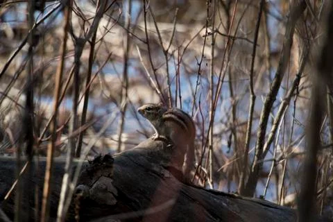 Chipmunk resting on a tree branch in the forest. Small woodland creature297A9644 Stock Photos