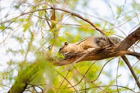 Chipmunk Resting on Tree Branch in Lush Green Forest Stock Photos