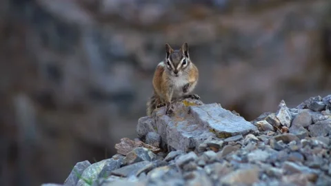 Chipmunk on a Rock Breathing and Looking around - Slow Motion Stock Footage 137984949