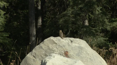 Chipmunk on rock Stock Footage 31821391