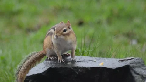 Chipmunk On A Rock Video stock 130613964