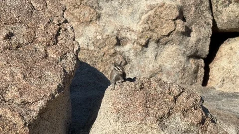 Chipmunk on a Rock Stock Footage 343008964