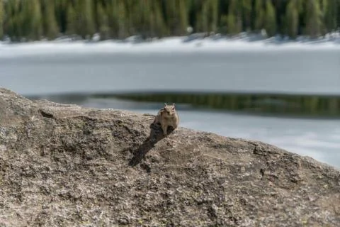 Chipmunk on Rock Stock Photos